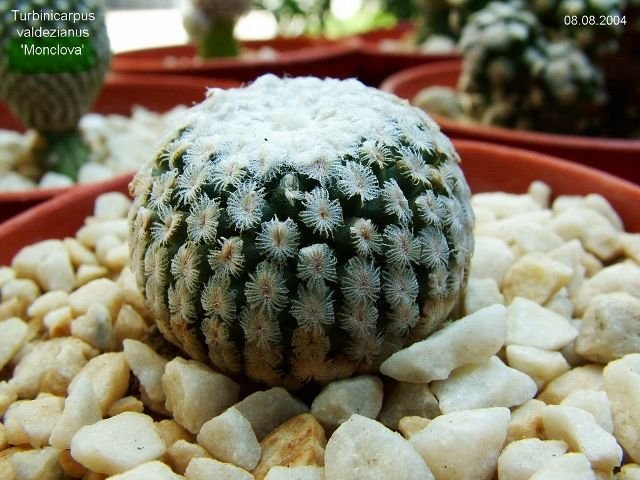 Turbinicarpus _valdezianus 'Monclova' 04